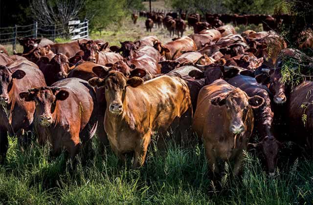 ranching business plan